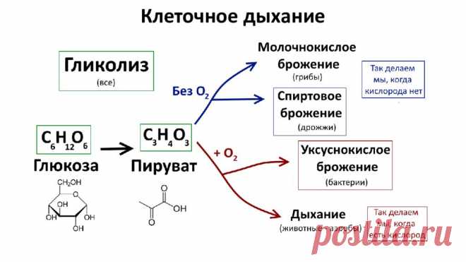 Клеточное дыхание картинка
