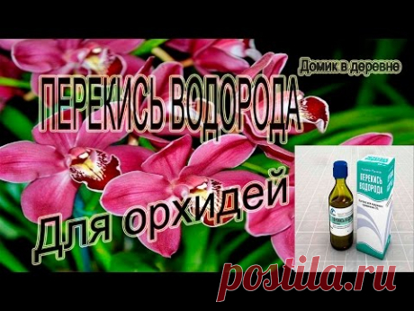 ШОК!!!! Перекись водорода для орхидей!!!! - YouTube