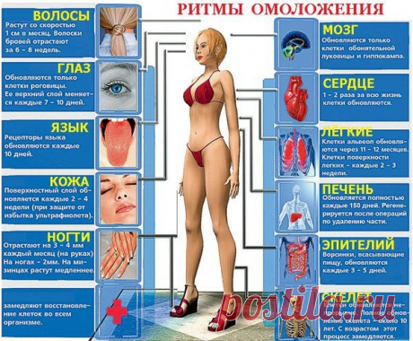 Ритмы обновления человеческого организма