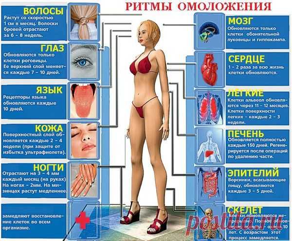 Ритмы обновления человеческого организма