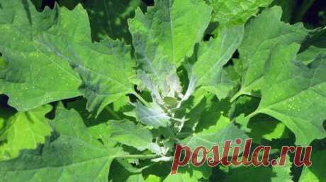 Все не беда, если есть лебеда (рецепты терапевта) - В здоровом теле — здоровый дух