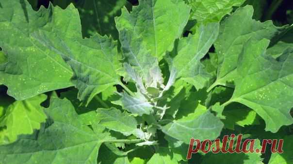 Все не беда, если есть лебеда (рецепты терапевта) - В здоровом теле — здоровый дух