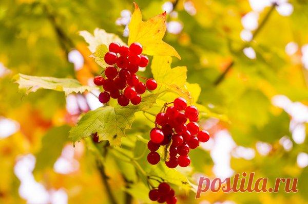 Калиновка с медом к чаю. Рецепт настойки. | Огородные дела | Яндекс Дзен