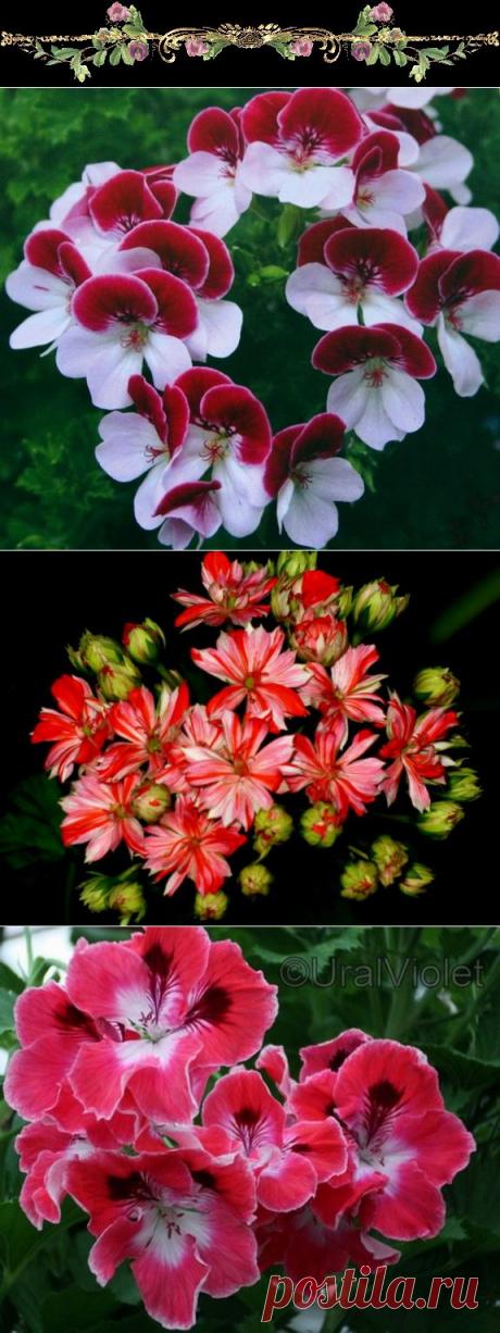 ЦВЕТОК ***ПЕЛАРГОНИЯ*** часть 2. .