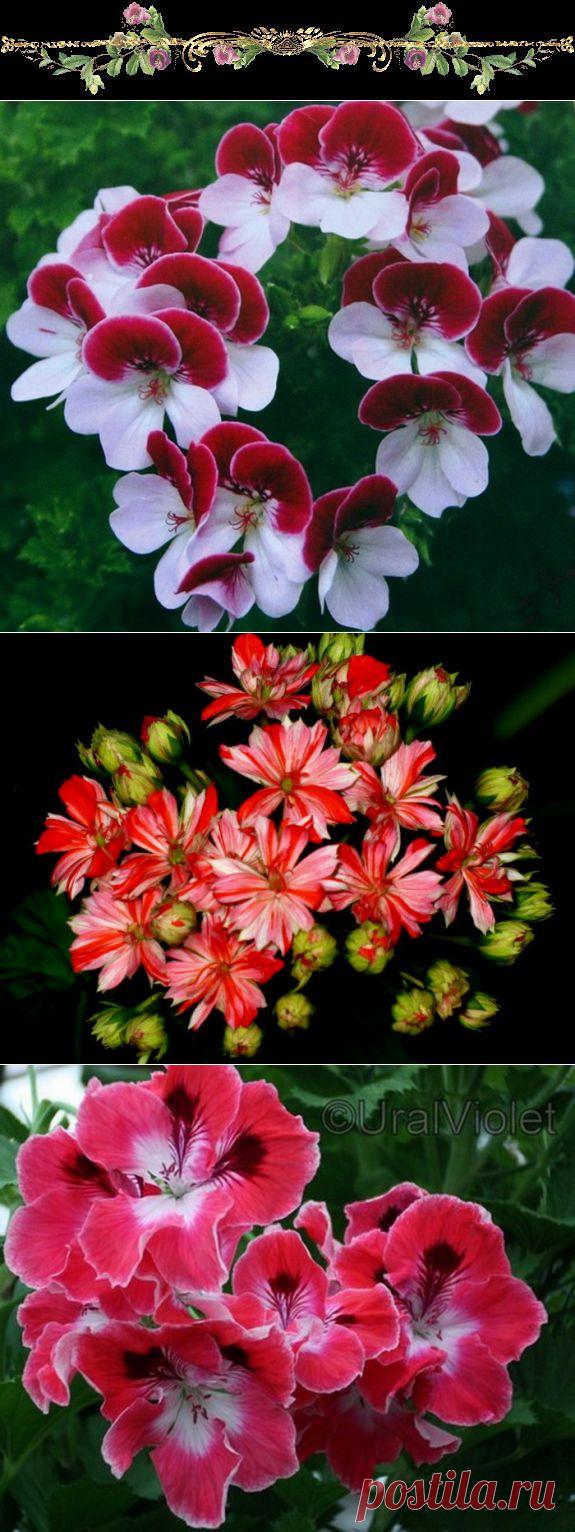 ЦВЕТОК ***ПЕЛАРГОНИЯ*** часть 2. .
