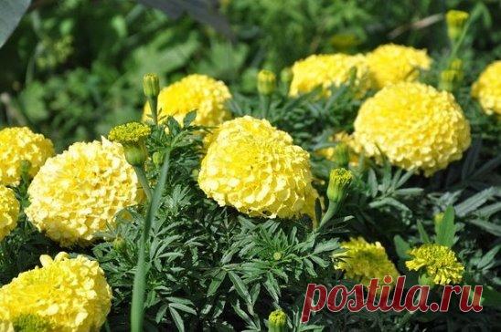 (86) Одноклассники