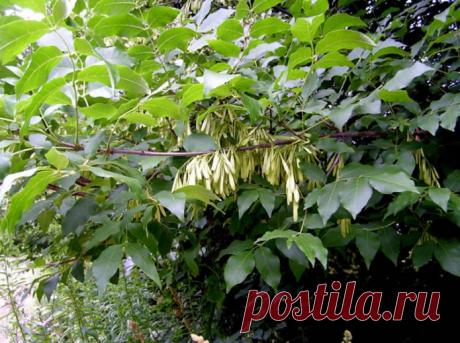 5 деревьев, которые нужно сажать рядом с выгребной ямой, чтобы часто её не откачивать