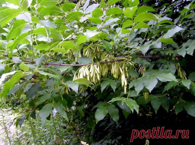 5 деревьев, которые нужно сажать рядом с выгребной ямой, чтобы часто её не откачивать