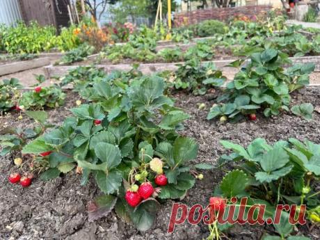 Опрыскайте клубнику этим дешевым аптечным средством: через неделю будете собирать ягоды ведрами. Всего 10 капель йода на 10 литров воды достаточно для обработки, сообщает корреспондент Белновости.