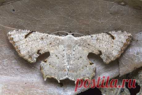 _Z2A0771 scoopwing moth Uraniidae, Epipleminae