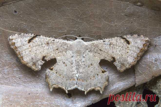 _Z2A0771 scoopwing moth Uraniidae, Epipleminae