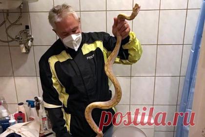 Мужчина услышал странный звук из унитаза среди ночи и нашел там огромную змею. Житель Австрии услышал среди ночи, что в унитазе начала непроизвольно смываться вода, и пошел проверить, что происходит. Когда он открыл бачок, то увидел внутри двухметрового эскулапова полоза. Предположительно, змея залезла в туалет к мужчине через перегородки. Хозяин дома немедленно вызвал спасателей.