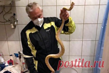 Мужчина услышал странный звук из унитаза среди ночи и нашел там огромную змею. Житель Австрии услышал среди ночи, что в унитазе начала непроизвольно смываться вода, и пошел проверить, что происходит. Когда он открыл бачок, то увидел внутри двухметрового эскулапова полоза. Предположительно, змея залезла в туалет к мужчине через перегородки. Хозяин дома немедленно вызвал спасателей.