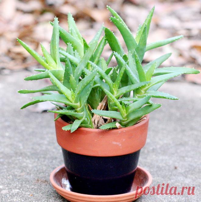 Как вырастить алое