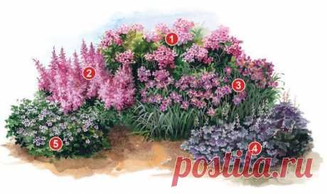 Проект клумбы из многолетников в сиренево-розовых тонах
Экспликация растений:
1.Флокс
2. Астильба
3. Лилейник
4. Гейхера
5. Герань