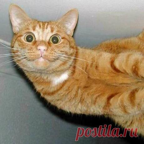 У каждого своя точка зрения | KotoMail.ru