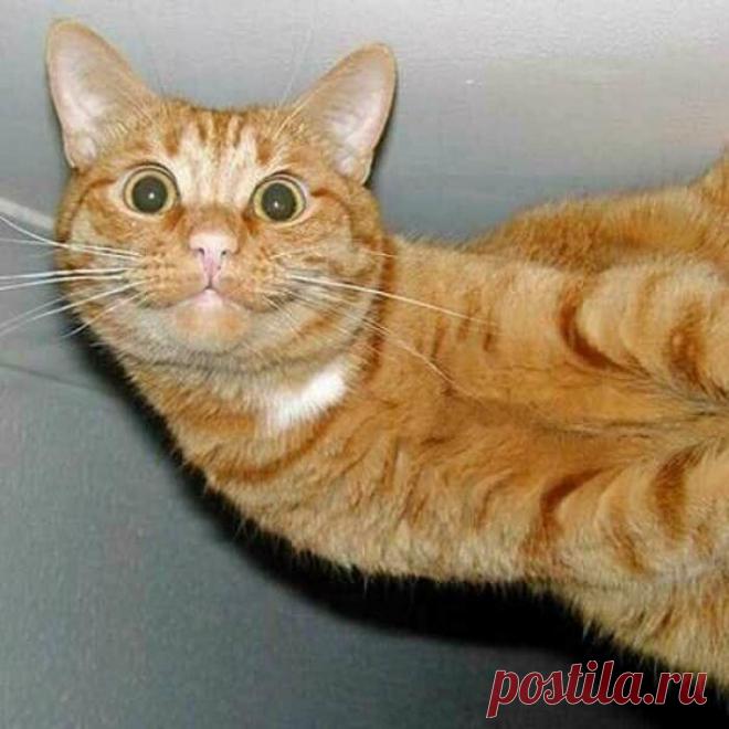 У каждого своя точка зрения | KotoMail.ru