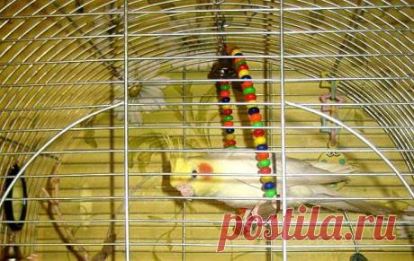 Игрушки для попугаев своими руками - делаем своими руками