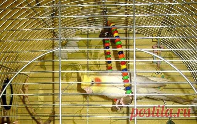 Игрушки для попугаев своими руками - делаем своими руками