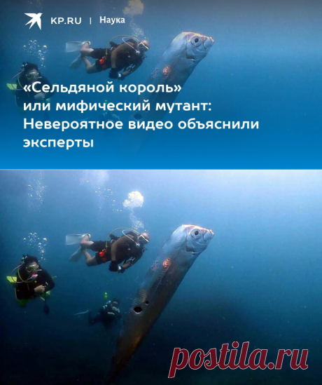 2023-«Сельдяной король» или мифический МУТАНТ: Невероятное видео объяснили эксперты - KP.RU