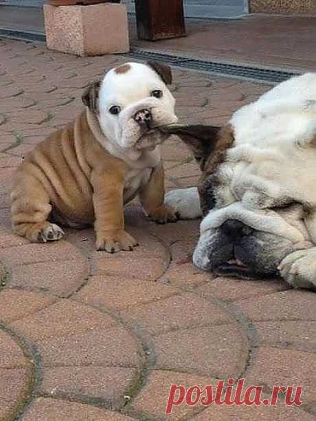 ❁⁀ ♥ ⁀✿ Amor ❁⁀ ♥ ⁀✿