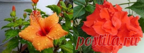 Гибискус китайский: уход | Flowery-Blog