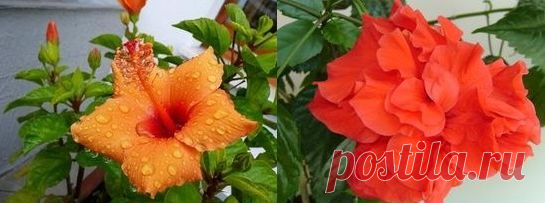 Гибискус китайский: уход | Flowery-Blog