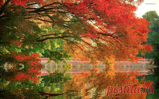 Amazing autumn colors wallpaper - 1173003