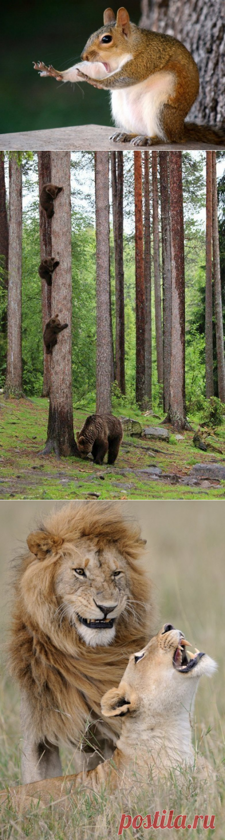 Финалисты конкурса Comedy Wildlife Photography Awards 2018