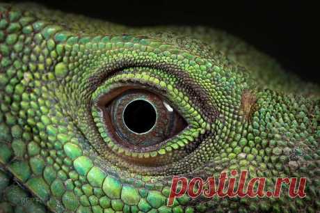 Захватывающий макромир «пришельцев из других миров»