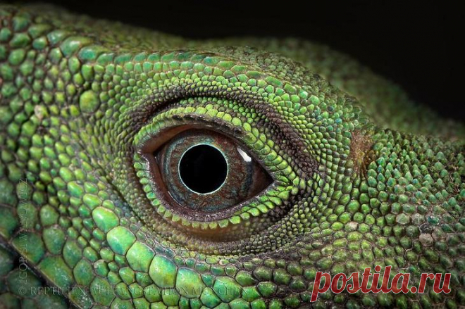 Захватывающий макромир «пришельцев из других миров»