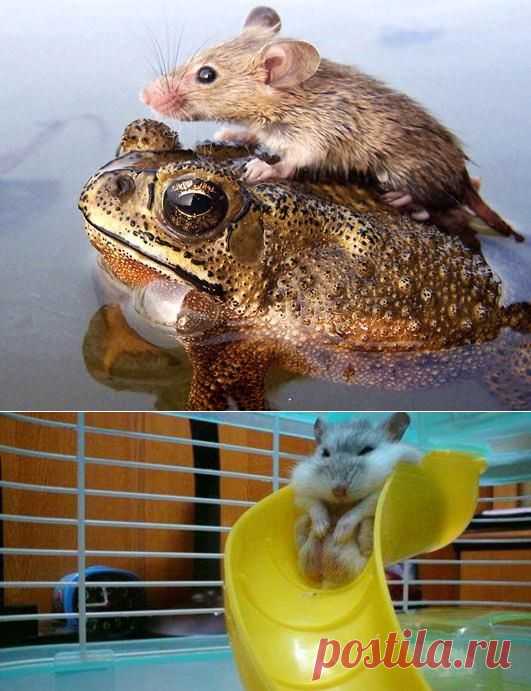 Animals Riding Other Animals | List of Animal Piggyback Rides