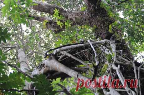 Лес, которому 150 000 000 лет Cape Tribulation (Мыс Бедствия) — тропический лес на северо-востоке Австралии, который считается старейшим на планете. Растения тут живут при средней температуре +27 и высокой влажности.