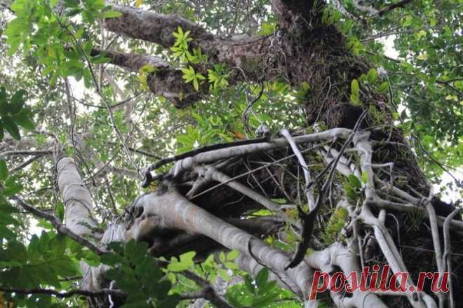 Лес, которому 150 000 000 лет Cape Tribulation (Мыс Бедствия) — тропический лес на северо-востоке Австралии, который считается старейшим на планете. Растения тут живут при средней температуре +27 и высокой влажности.