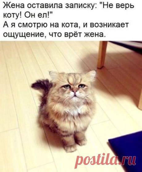 Кот молодец)))