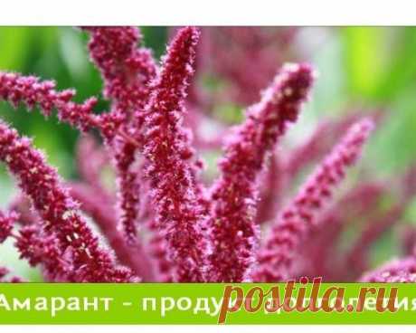АМАРАНТ – ЦЕЛЕБНЫЙ ПРОДУКТ ДОЛГОЛЕТИЯ.