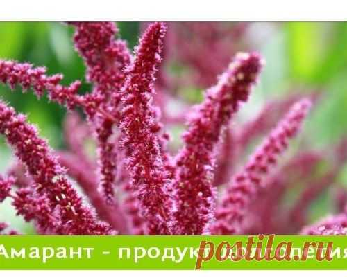 АМАРАНТ – ЦЕЛЕБНЫЙ ПРОДУКТ ДОЛГОЛЕТИЯ.