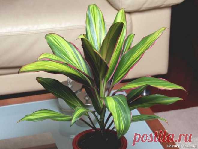 Комнатные растения. Кордилина Кордилина – прекрасное комнатное растение в виде деревца. Название растения в переводе с греческого означает узел или желвак, намекающий на толстые вздутые корни у многих видов этого рода. Кордилина напоминает драцену. В природе кордилина выростает до двух, трех метров. В домашних...