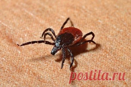 Высокая температура, головная боль, ломота в мышцах и суставах могут быть симптомами клещевого энцефалита. Об этом в беседе с радиостанцией «Говорит Москва» рассказала инфекционист Софья Русанова.