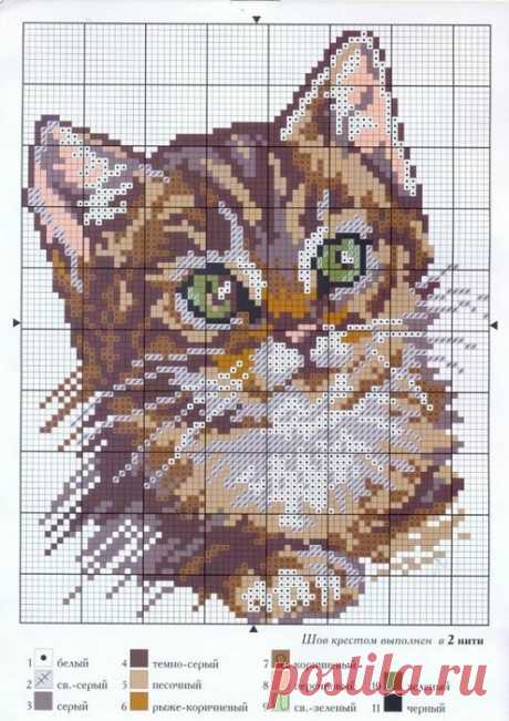 Котятки