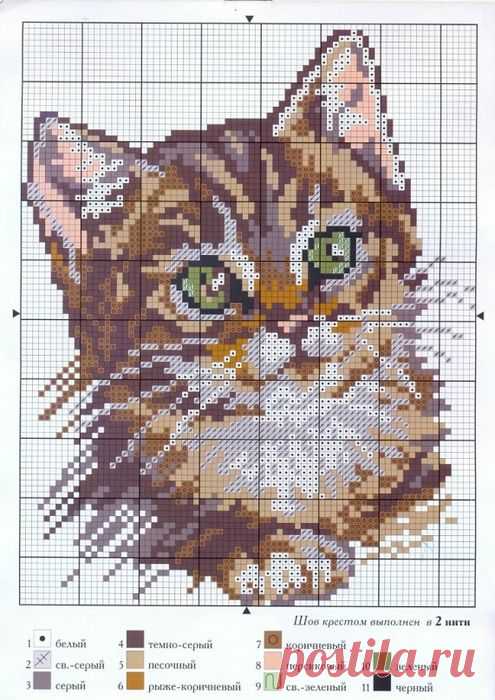 Котятки