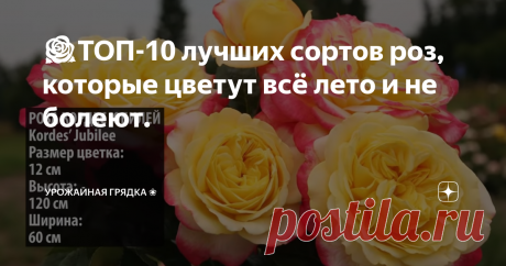 🌹ТОП-10 лучших сортов роз, которые цветут всё лето и не болеют. 
