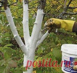 КАК ПРАВИЛЬНО УХАЖИВАТЬ ЗА ЯБЛОНЯМИ, ЧТОБЫ СОХРАНИТЬ И УВЕЛИЧИТЬ УРОЖАЙ ЯБЛОК.
 
Затяжная холодно-дождливая весна, традиционные уже заморозки сделали свое черное дело - яблок завязалось негусто. Хуже всего то, что этот жиденький урожай легко потерять. Но можно и наоборот - увеличить.
Поддерживающая терапия
В первую очередь надо «запустить корни» и кору яблонек. Все это сделать до примитивного просто. «Разогреваем кору» бороздованием. Прорезаем кору на ветвях и стволе вдоль до древесины одной цел