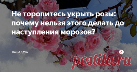 Не торопитесь укрыть розы: почему нельзя этого делать до наступления морозов? Очень часто дачники, сами того не подозревая, совершают серьезную ошибку в отношении роз, торопясь укрыть своих красавиц. Почему розы не укрывают до морозов и при каких температурах должна происходить эта процедура? Давайте разберемся!