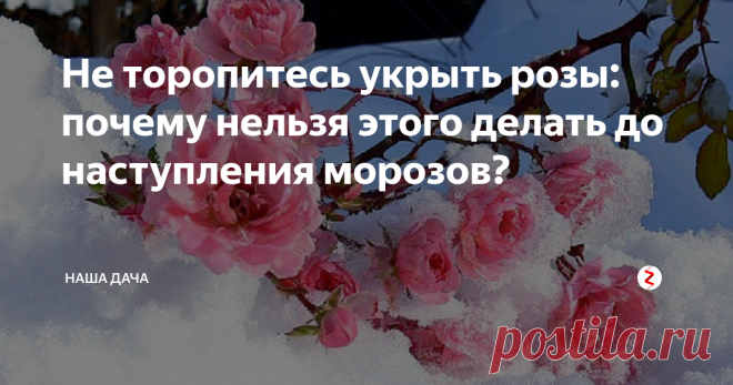 Не торопитесь укрыть розы: почему нельзя этого делать до наступления морозов? Очень часто дачники, сами того не подозревая, совершают серьезную ошибку в отношении роз, торопясь укрыть своих красавиц. Почему розы не укрывают до морозов и при каких температурах должна происходить эта процедура? Давайте разберемся!