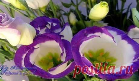 Эустома (Лизиантус)

Эустома (Eustoma) или Лизиантус (Lisianthus) - однолетние или двухлетние травянистые растения семейства Горечавковых (Gentianaceae). В природе они встречаются на юге США, Мексики.
Показать полностью…