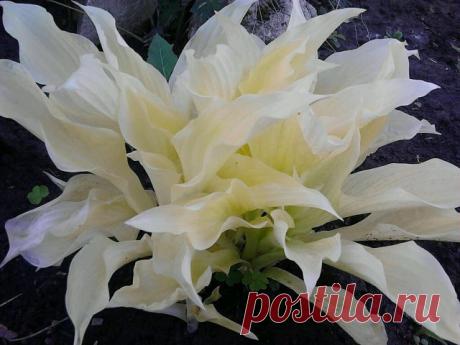 Дачные хитрости
Лина Викторовна