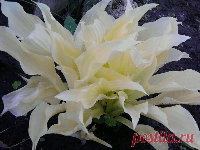 Дачные хитрости
Лина Викторовна