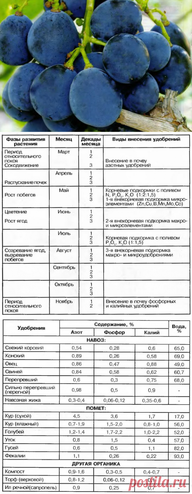 Любительский виноградник и органические удобрения
