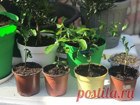 Цитрусы растут без керамзита - YouTube Удобрение для больших цитрусов после пересадки для улучшения корневой системы - радифарм. Для прививочек - фармоликс.